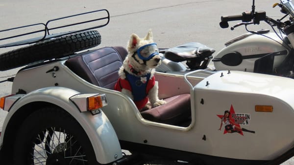 Dog in sidecar: a copilot, geddit?